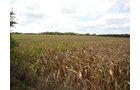 Property photo 3 - 71 Tillable Farmland Acres Offered in 1 Tract